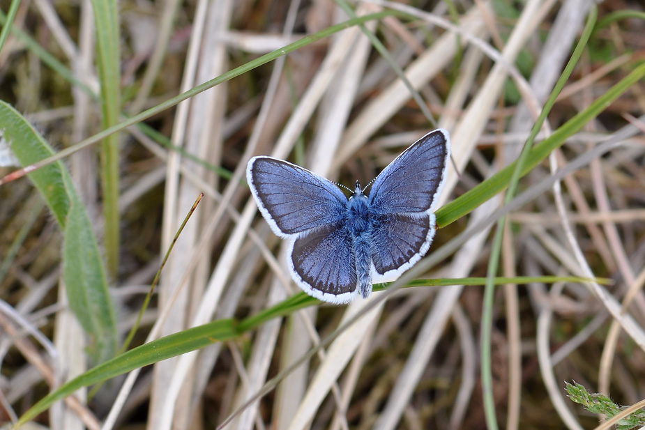 Plebejus argus_0085