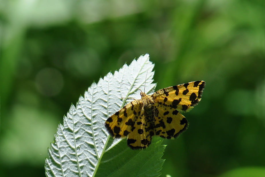 Pseudopanthera macularia_0090