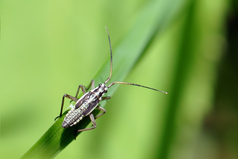 Leptopterna dolabrata_0102