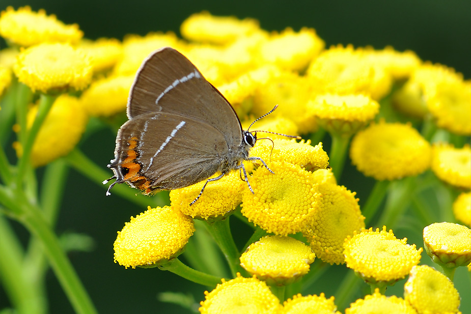 Satyrium w-album_0105