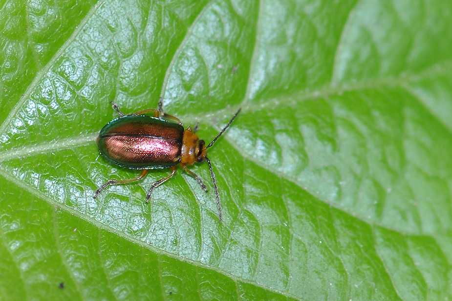 Sermylassa halensis_0106