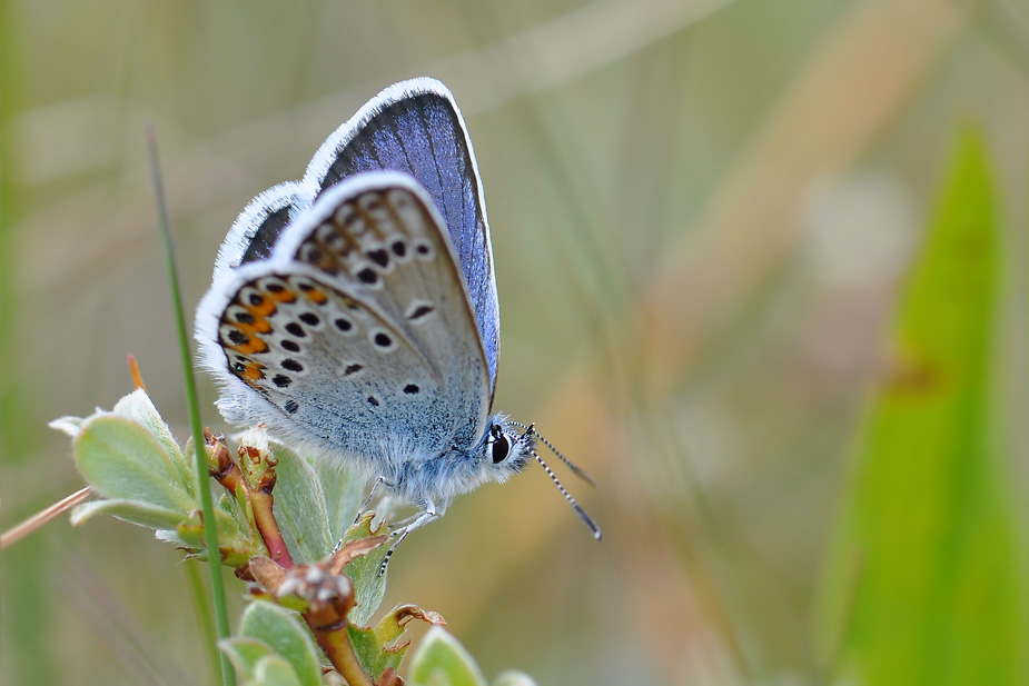 Plebejus argus_0106