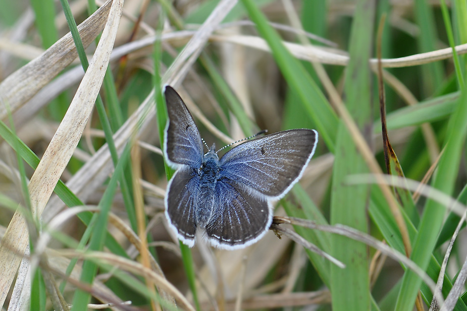 Agriades optilete_0108