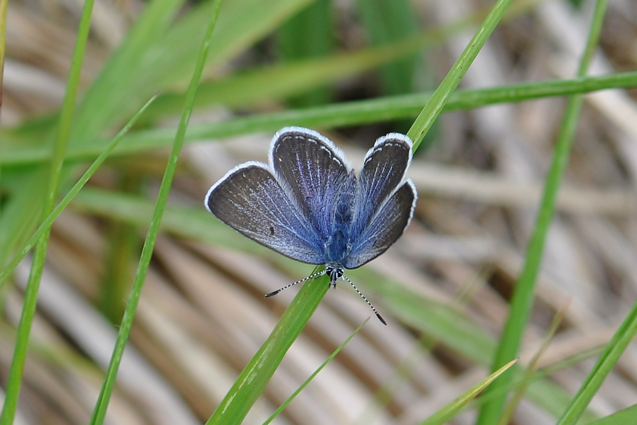 Agriades optilete_0109