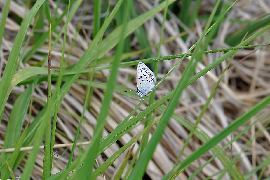 Agriades optilete_0115