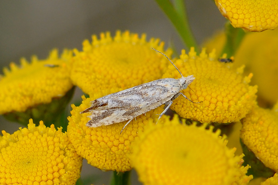 Thiodia citrana_0121