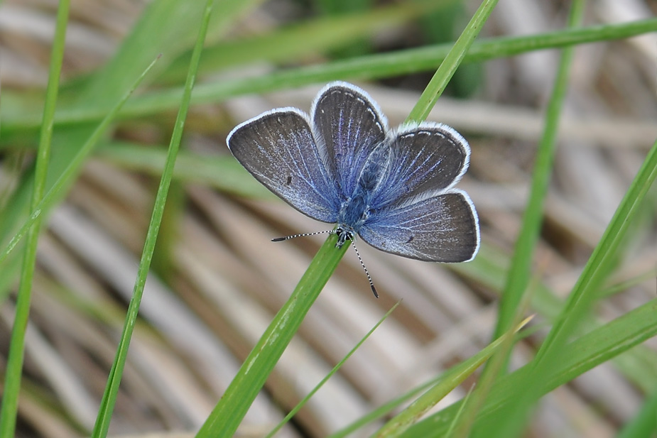 Agriades optilete_0124