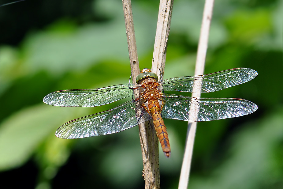 Aeshna isoceles_0125