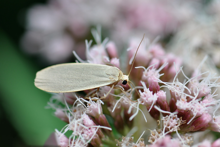 Eilema griseola_0128