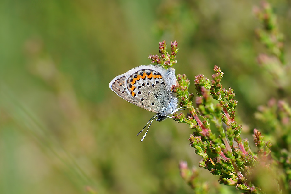 Plebejus idas_0135