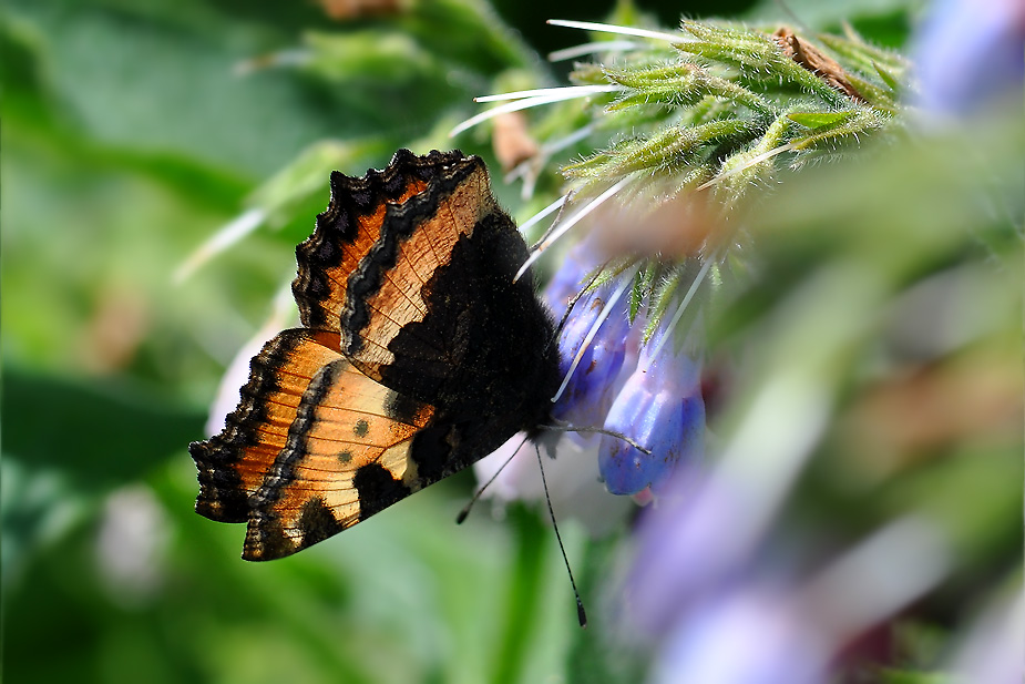Aglais urticae_0137