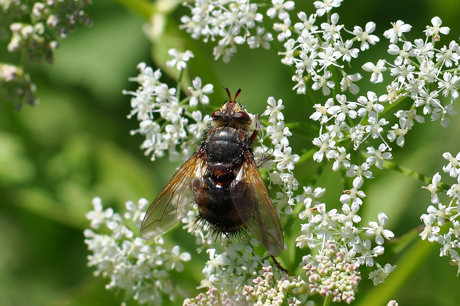 Tachina fera_0140