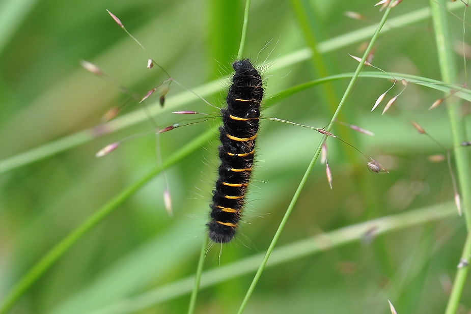 Macrothylacia rubi_0145