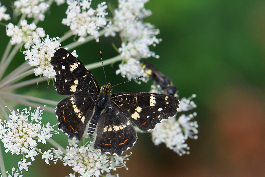 Araschnia levana_0148