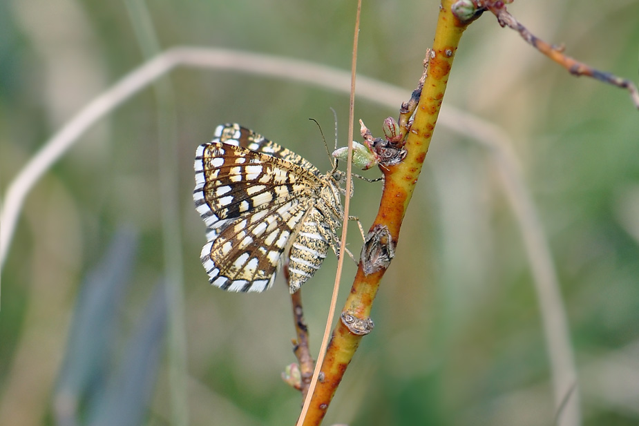 Chiasmia clathrata_0158