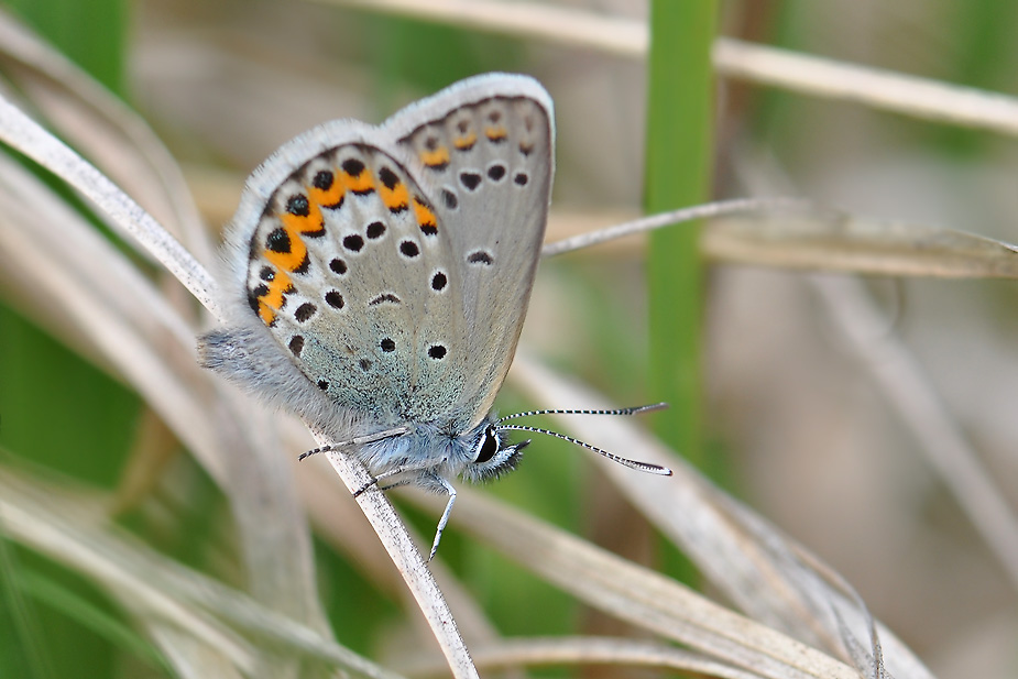 Plebejus idas_0172
