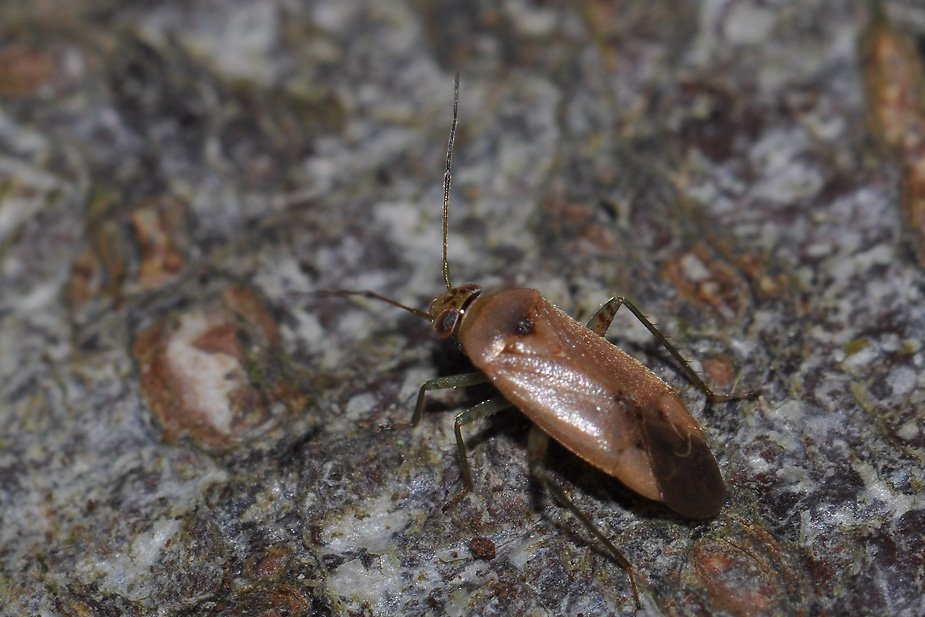 Pinalitus atomarius_0172