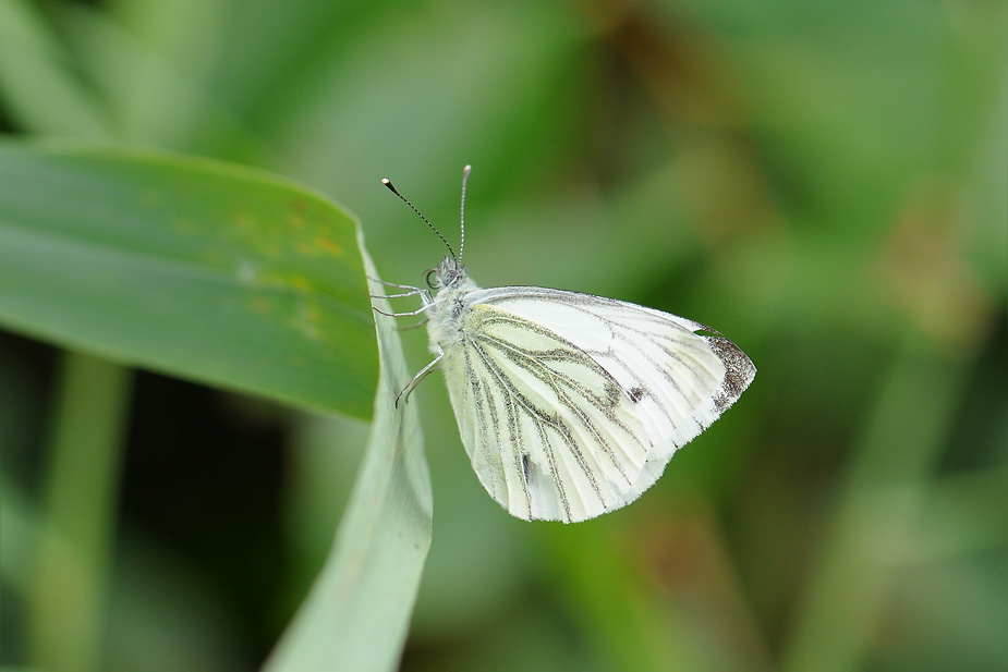 Pieris napi_0176