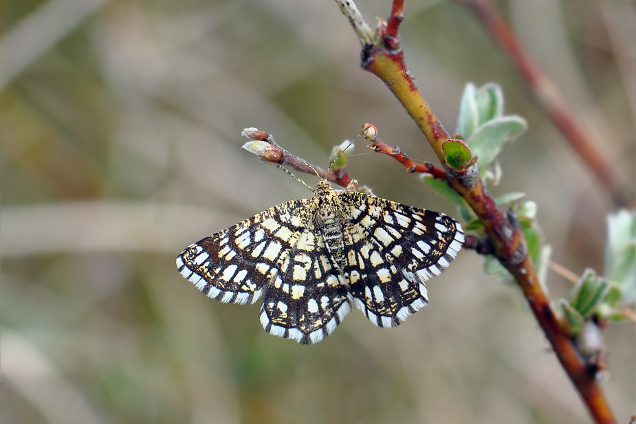 Chiasmia clathrata_0187