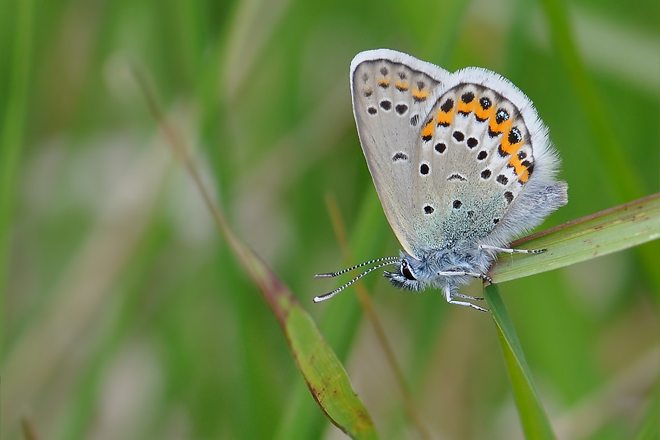 Plebejus idas_0190