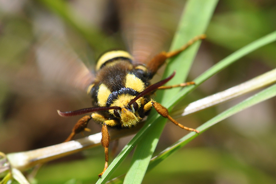 Sesia apiformis_0218