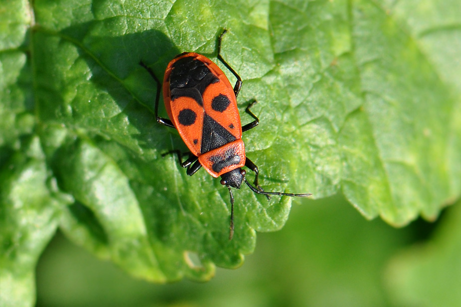 Pyrrhocoris apterus_0248