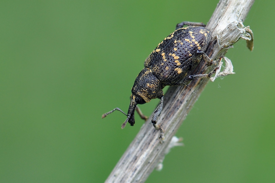 Hylobius abietis_0272