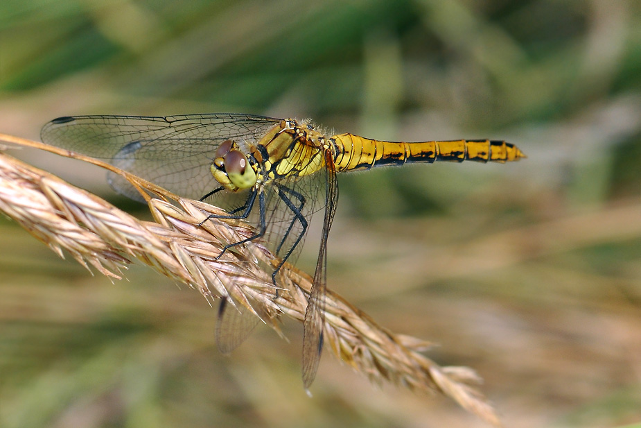 Sympetrum sanguineum_0288