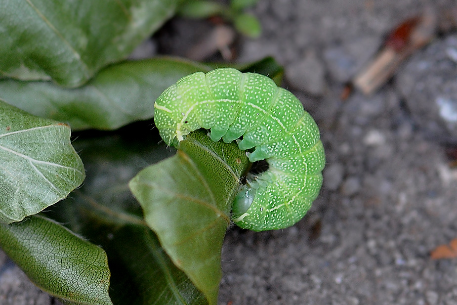 Orthosia cerasi_0291