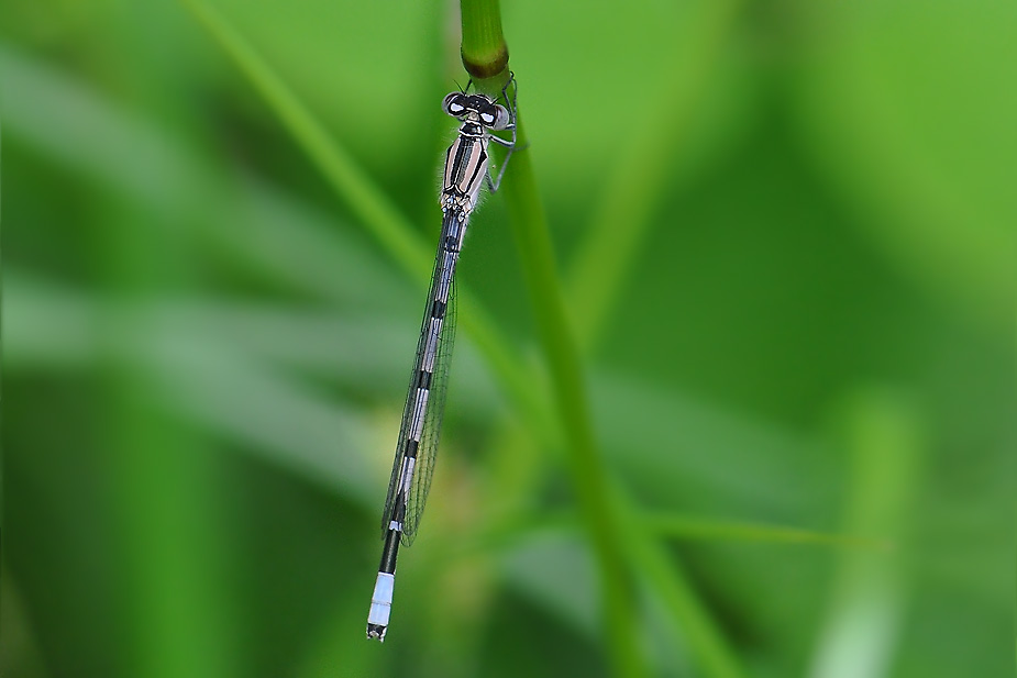 Enallagma cyathigerum_0296