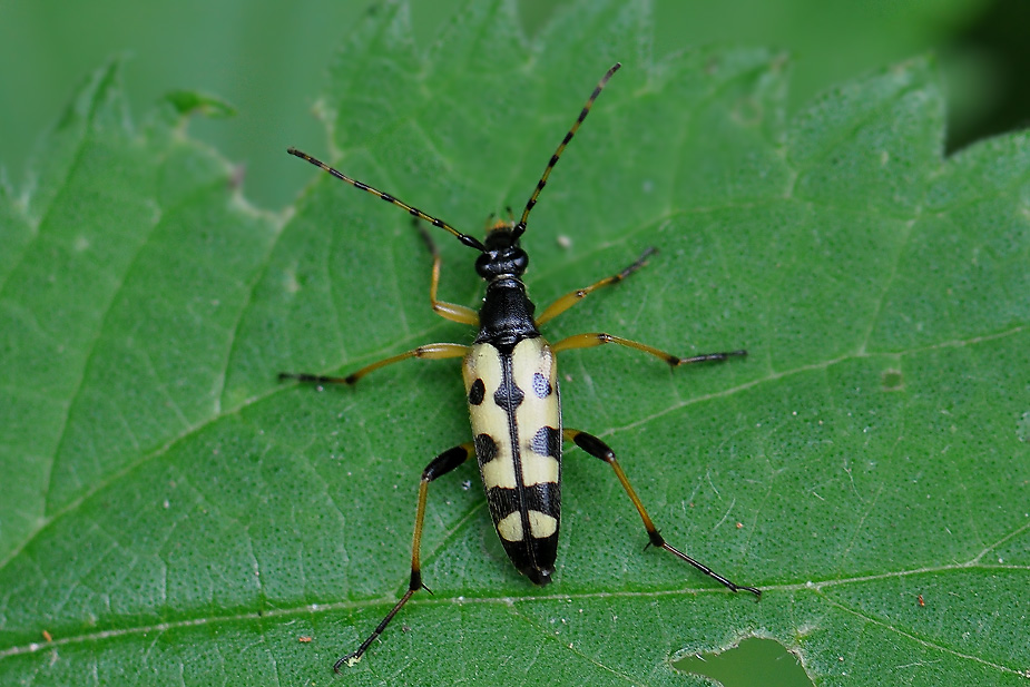 Rutpela maculata_0303
