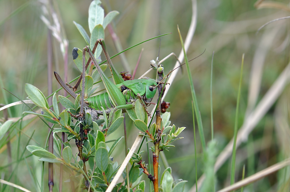 Decticus verrucivorus_0321