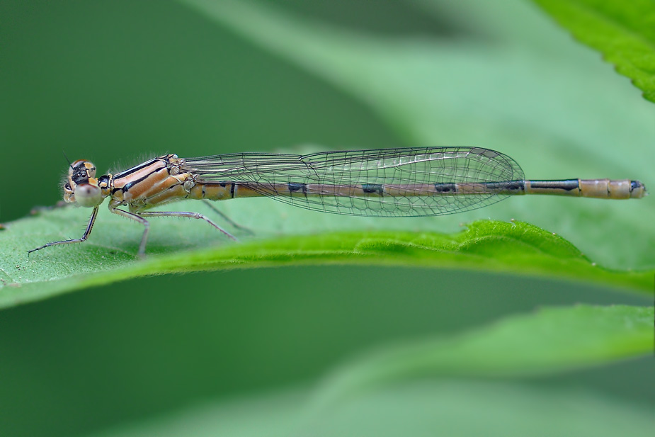 Enallagma cyathigerum_0332