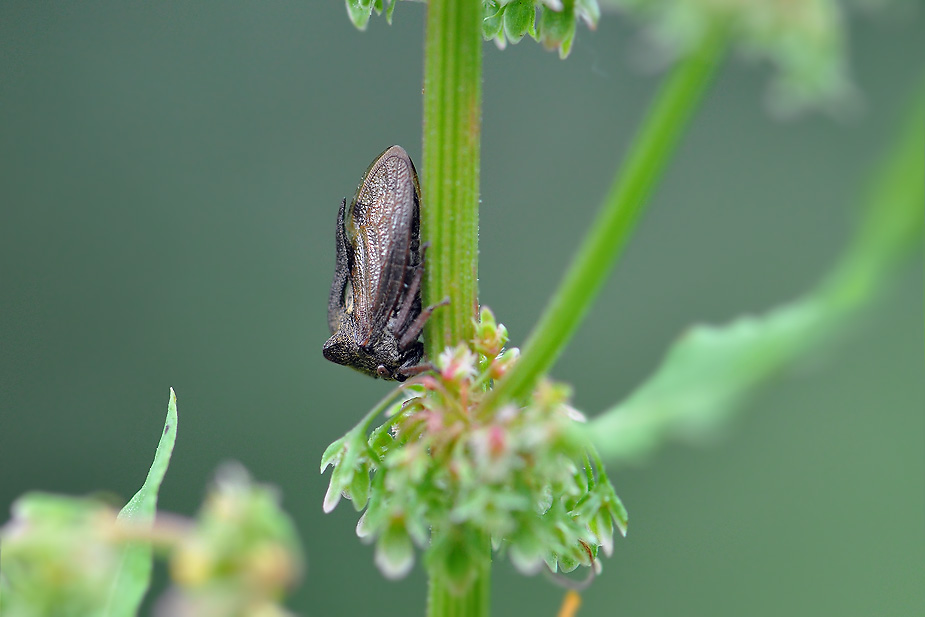 Centrotus cornutus_0345