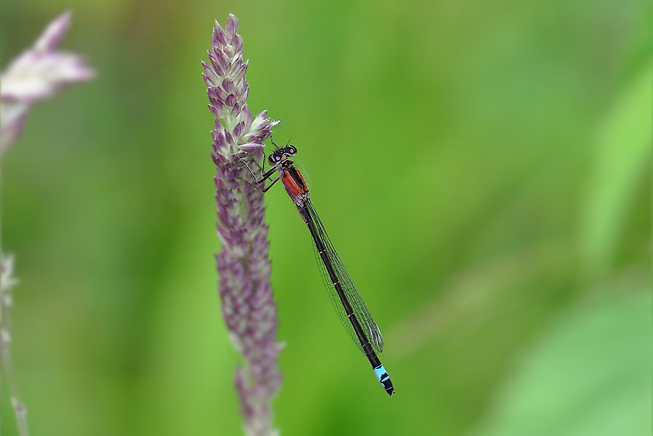 Ischnura elegans_0373
