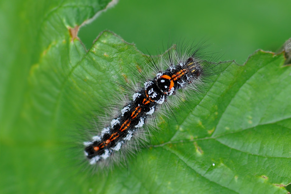 Euproctis similis_0421