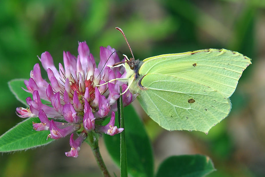 Gonepteryx rhamni_0439