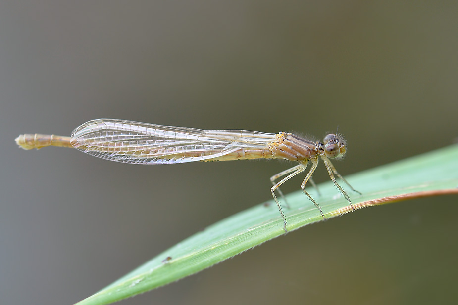 Enallagma cyathigerum_0450