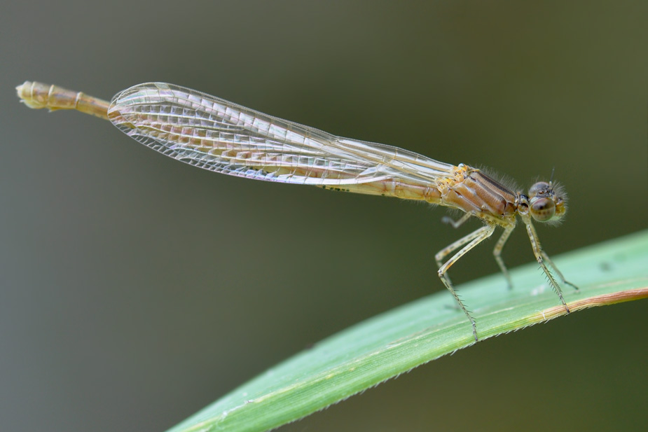 Enallagma cyathigerum_0454