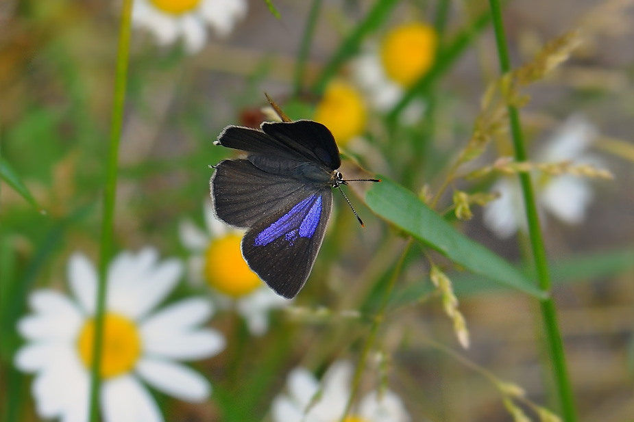 Favonius quercus_0492