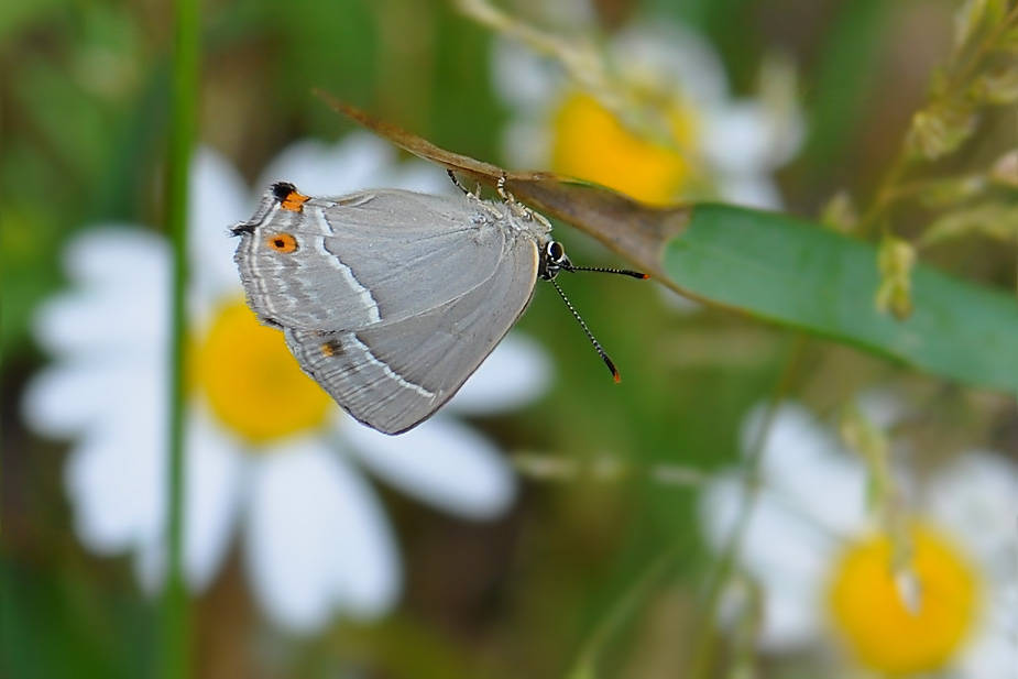 Favonius quercus_0493