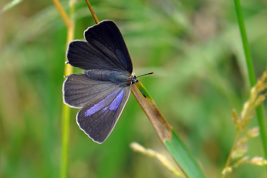 Favonius quercus_0497