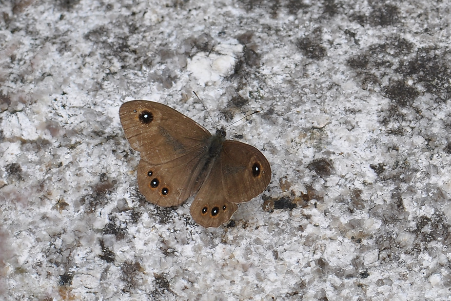 Lasiommata petropolitana_0509