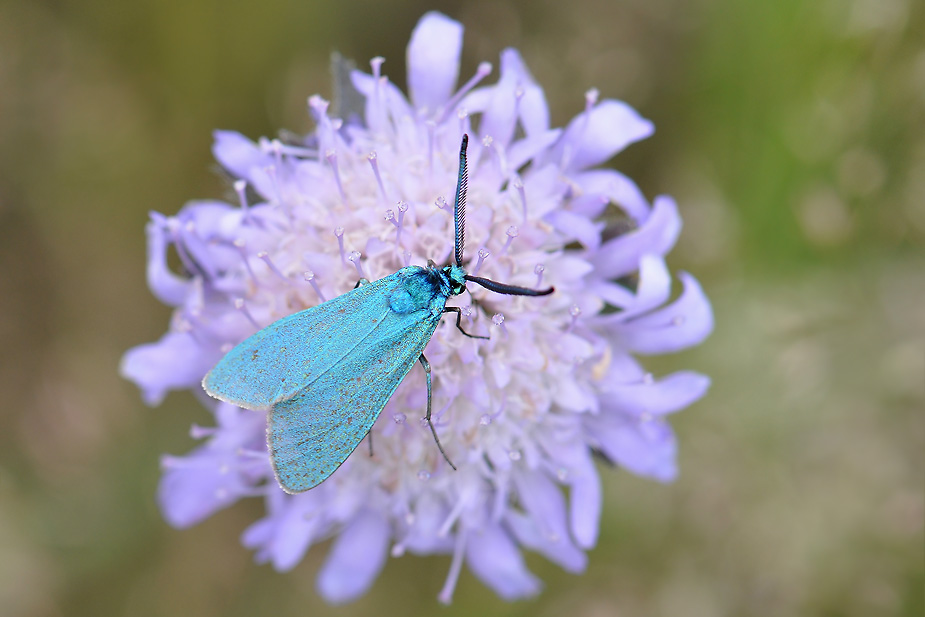 Adscita statices_0521