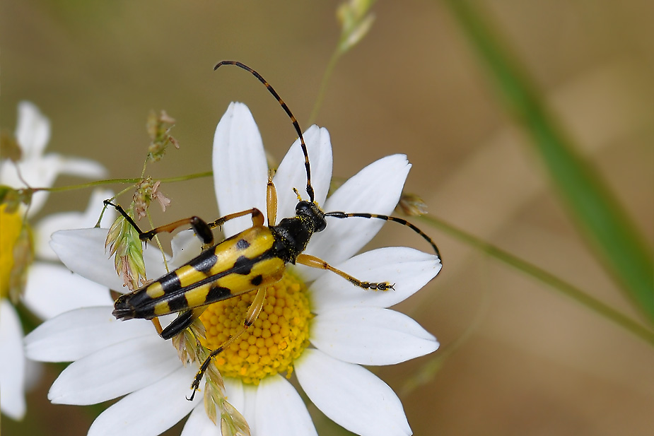 Rutpela maculata_0524