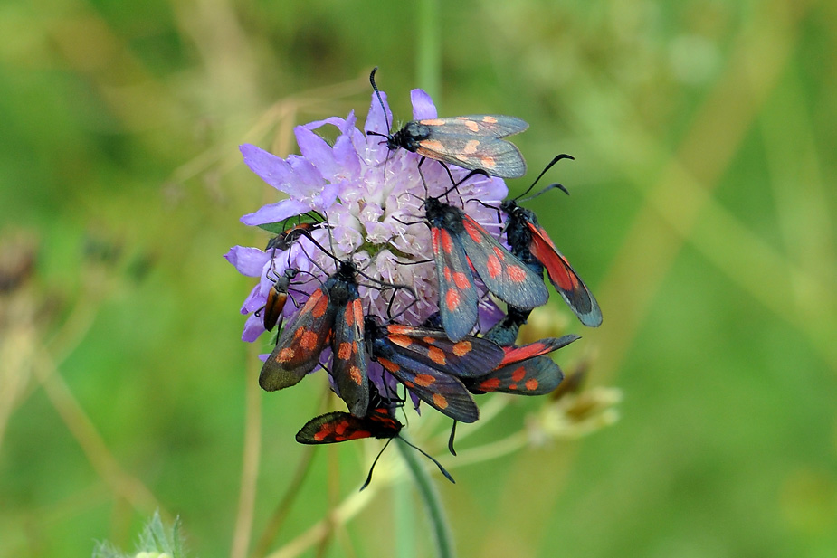 Zygaena lonicerae_0540