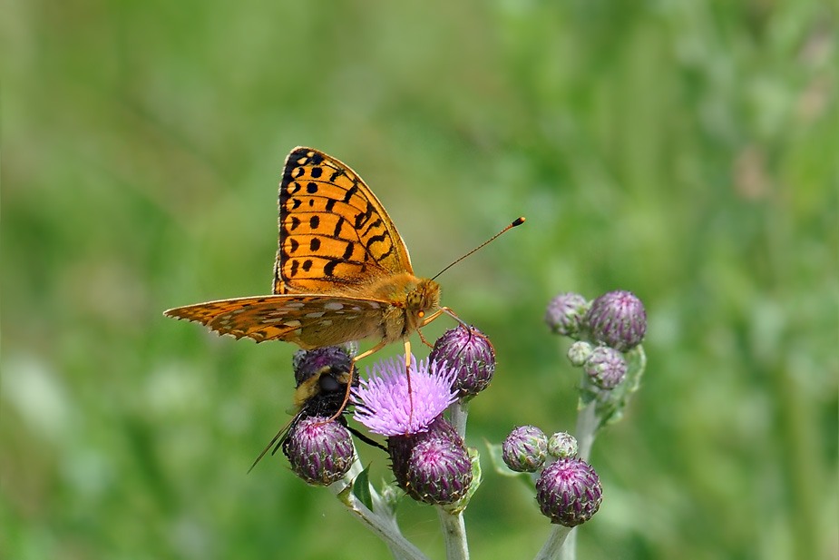 Argynnis aglaja_0572