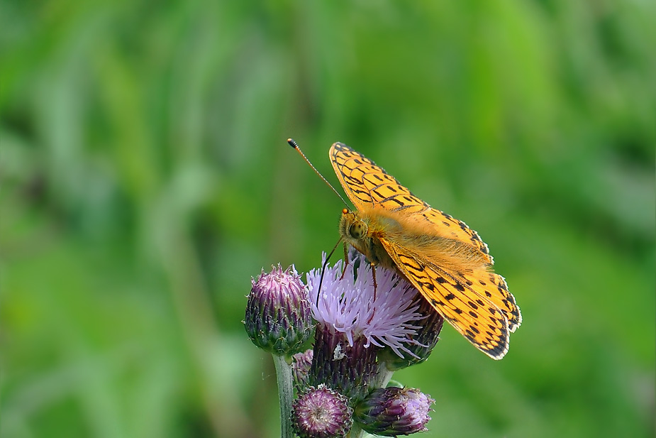 Argynnis aglaja_0589