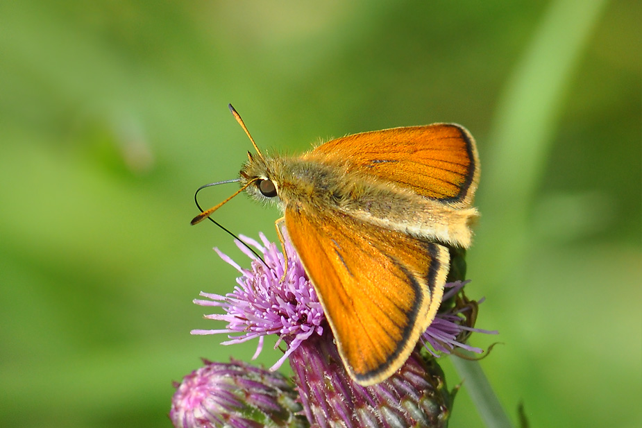 Thymelicus lineola_0610