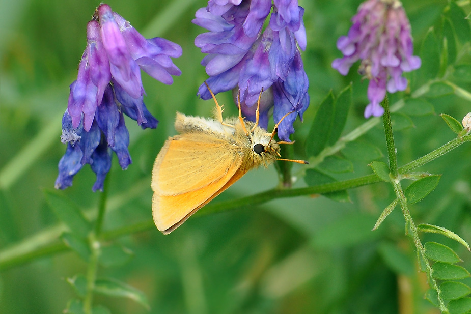 Thymelicus lineola_0618